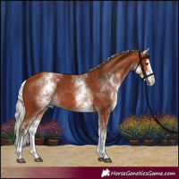 Horse Color:White Spotted Silver Bay Splash