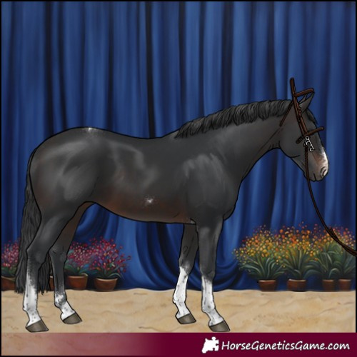 Horse Color:Brown Tobiano