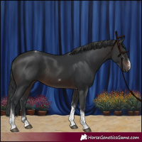 Horse Color:Brown Tobiano 