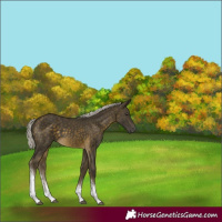 Horse Color:White Spotted Silver Buckskin 