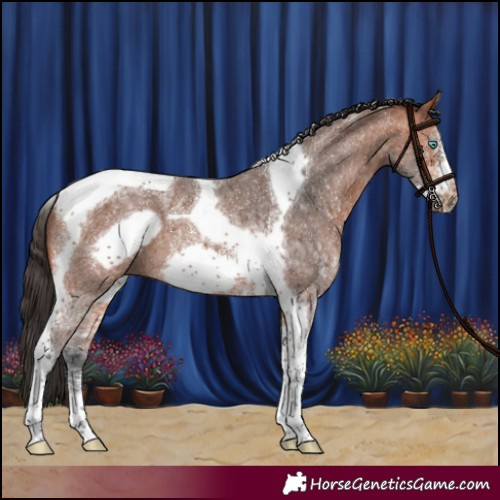 Horse Color:Bay Sabino Tobiano Frame