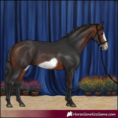 Horse Color:White Spotted Bay Frame Rabicano 