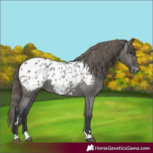 Horse Color:Grullo Blanket