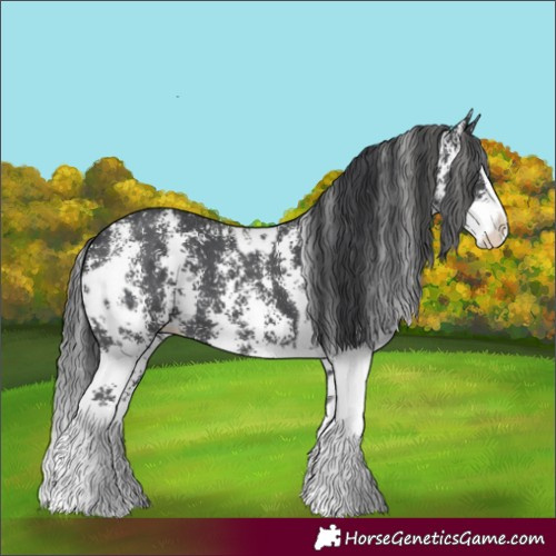 Horse Color:Black Sabino Splash Appaloosa and Black Sabino Splash