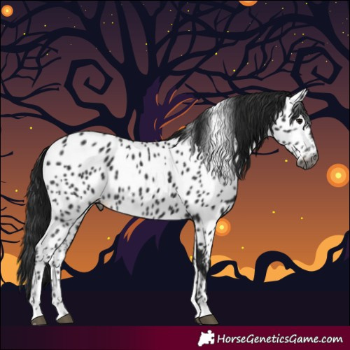 Horse Color:Gray Black Near Leopard