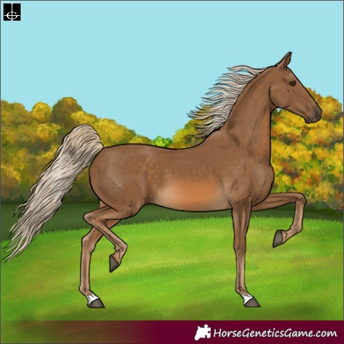 Horse Color:Chocolate Palomino 