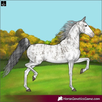 Horse Color:Grullo Sabino Splash  and Grullo Sabino Splash 