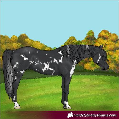 Horse Color:White Spotted Black 