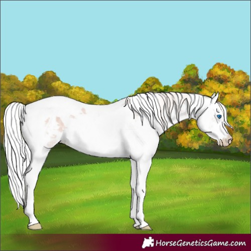 Horse Color:White Spotted Silver Black Harlequin Merle 