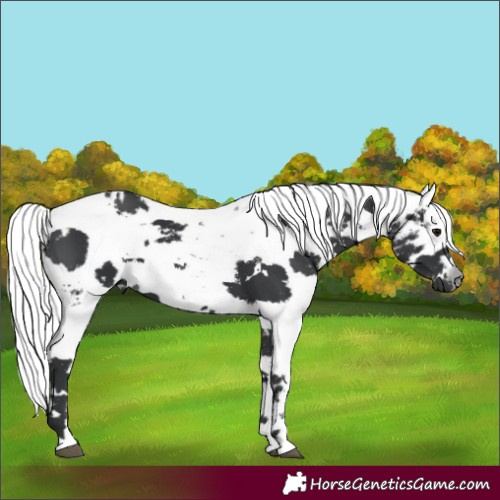 Horse Color:White Spotted Black Harlequin Merle 