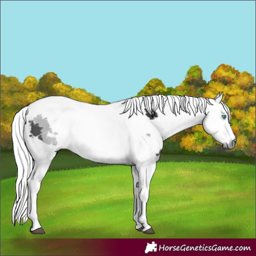 Horse Color:White Spotted Black Merle Tobiano