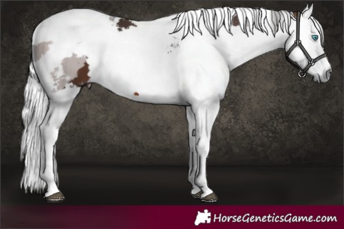 Horse Color:White Spotted Brown Merle