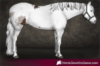 Horse Color:White Spotted Brown Merle 