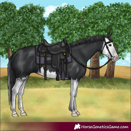 Horse Color:Black Splash 