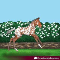 Horse Color:Silver Bay Appaloosa 