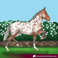 Horse Color:Silver Bay Appaloosa 