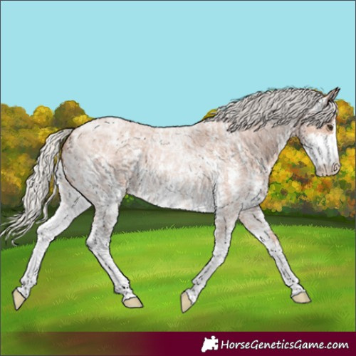 Horse Color:Silver Bay Ice Roan Sabino