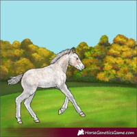 Horse Color:Silver Bay Ice Roan Sabino 