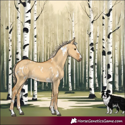 Horse Color:White Spotted Palomino Dun