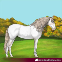 Horse Color:Smoky Creme Sabino Frame Appaloosa Rabicano 