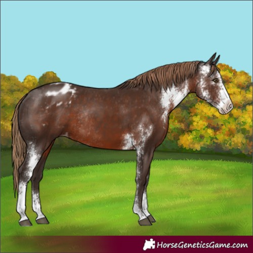 Horse Color:Liver Chestnut Sabino Appaloosa Rabicano 
