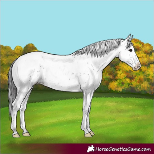 Horse Color:Black Sabino Appaloosa Rabicano