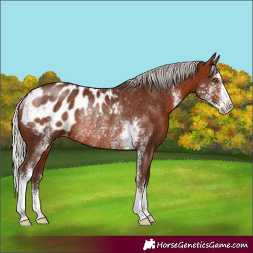Horse Color:Silver Brown Sabino Appaloosa Rabicano 