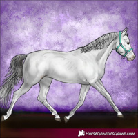 Horse Color:Brown Sabino Rabicano