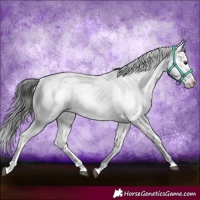 Horse Color:Brown Sabino Rabicano 