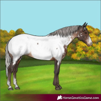 Horse Color:Silver Brown Sabino Near Fewspot Rabicano