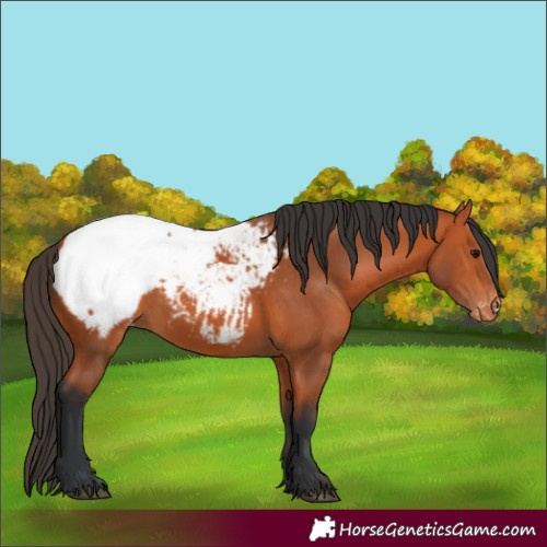 Horse Color:Unknown 