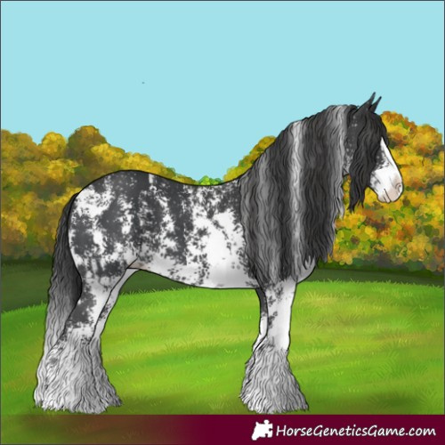 Horse Color:Black Sabino Splash Appaloosa  and Black Sabino Splash Appaloosa 