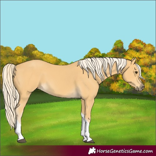 Horse Color:Palomino Tobiano 