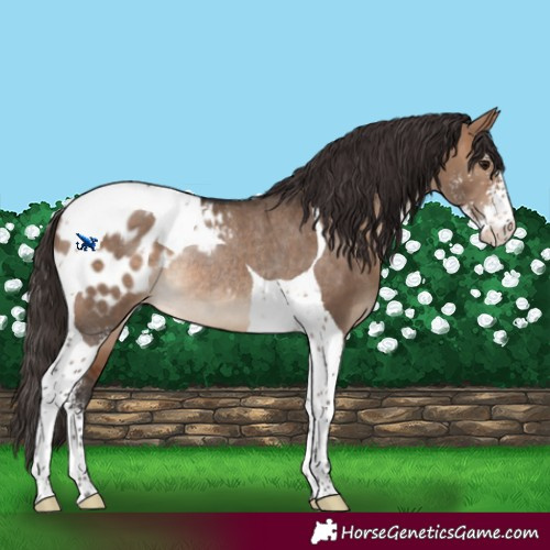 Horse Color:Bay Dun Sabino Tobiano Appaloosa Rabicano 