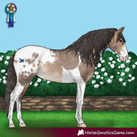 Horse Color:Bay Dun Sabino Tobiano Appaloosa Rabicano 