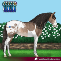 Horse Color:Bay Dun Sabino Tobiano Blanket Rabicano 
