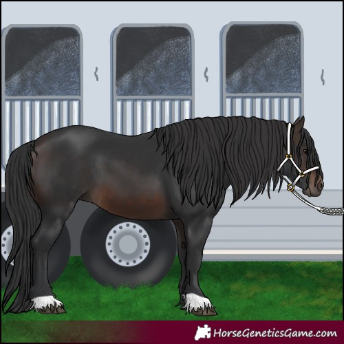 Horse Color:Brown 