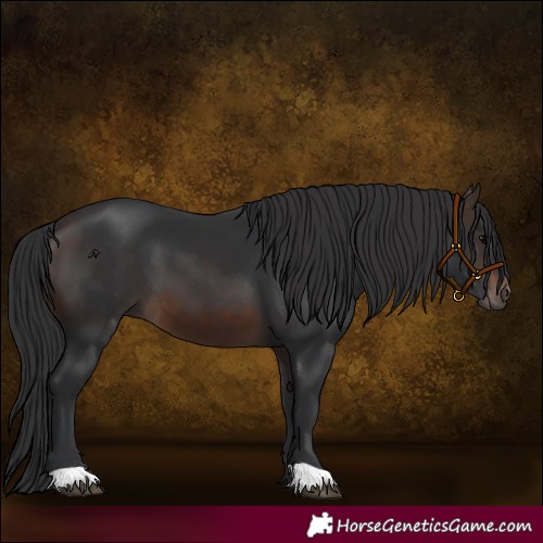 Horse Color:Brown 