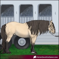 Horse Color:Buckskin 
