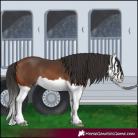 Horse Color:Bay Splash 