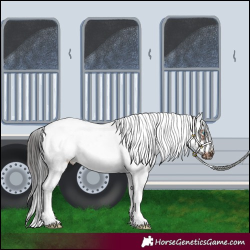 Horse Color:Brown Splash Tobiano Frame 