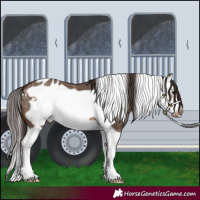 Horse Color:Brown Dun Splash Frame Appaloosa 