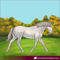 Horse Color:Smoky Creme Roan 
