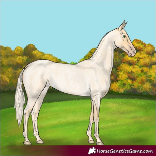 Horse Color:Gold Cream Champagne Roan 