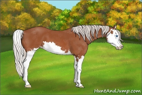 Horse Color:Silver Bay Splash 