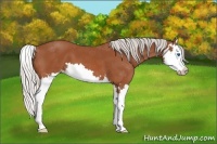 Horse Color:Silver Bay Splash 