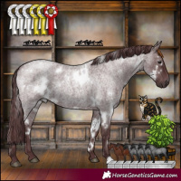 Horse Color:White Spotted Chocolate Blue Roan