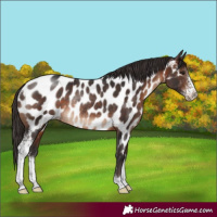 Horse Color:Brown Sabino Near Leopard Rabicano