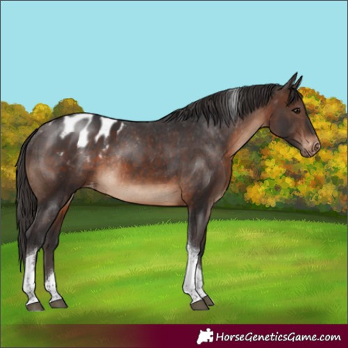 Horse Color:Brown Tobiano Appaloosa Rabicano