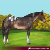 Horse Color:Brown Tobiano Blanket Rabicano 